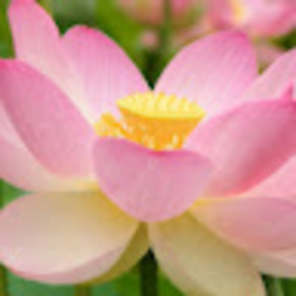 Meet your Posher, Eva - Picture 1 of 1